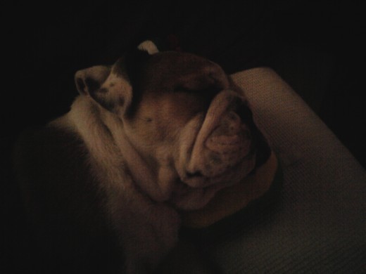 pancho durmiendo pancho durmiendo